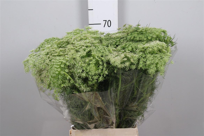 <h4>Ammi Visnaga</h4>