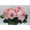 Dahlia Cafe Au Lait