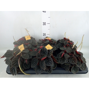 Peperomia