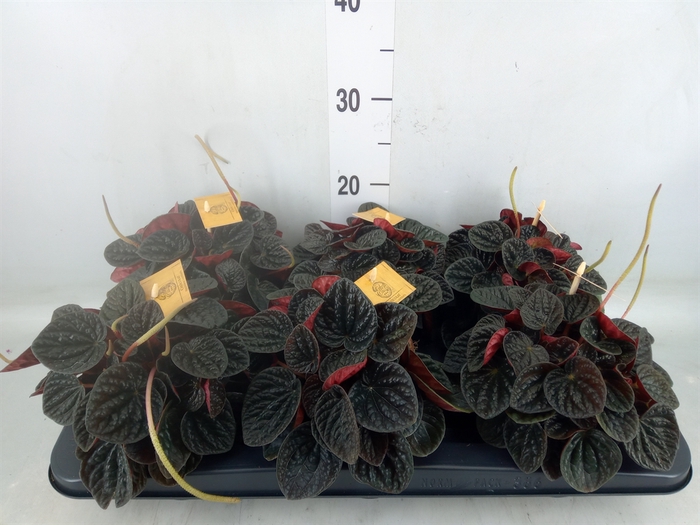 <h4>Peperomia</h4>