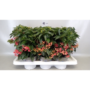 Ardisia crenata