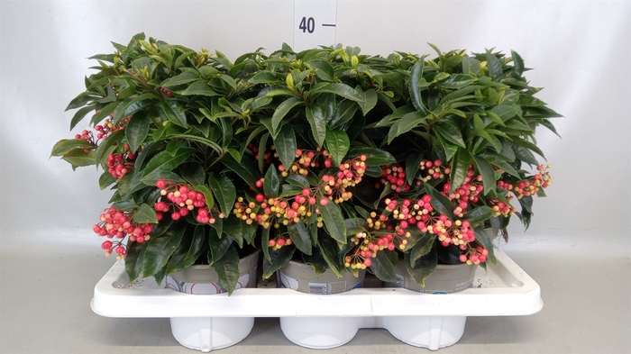 <h4>Ardisia crenata</h4>