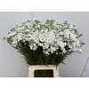 Achillea The Pearl