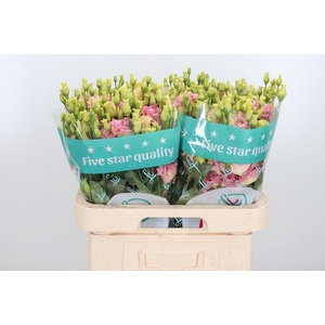 Eus G Alissa Champag