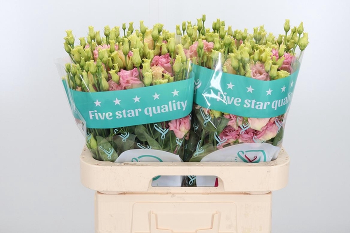 <h4>Eus G Alissa Champag</h4>