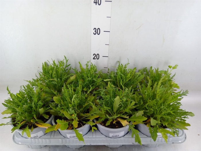 <h4>Tuinkruiden ...</h4>