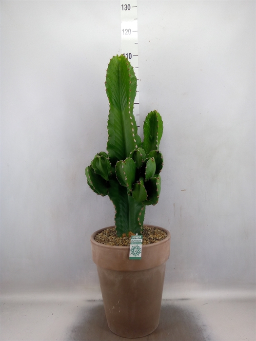 <h4>Euphorbia ingens</h4>