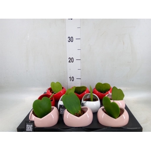 Arr.   Kamerplant Groen L%