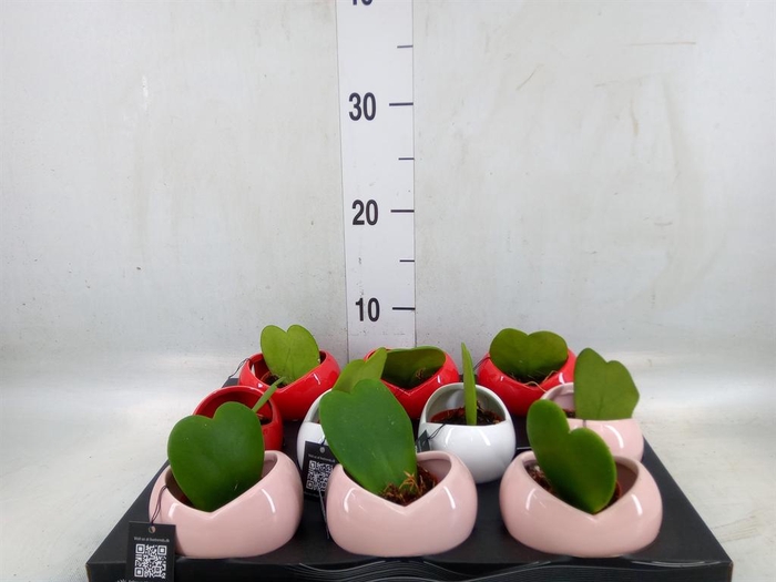 <h4>Arr.   Kamerplant Groen L%</h4>