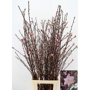 PRUNUS OV