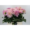Dahlia Cafe Au Lait