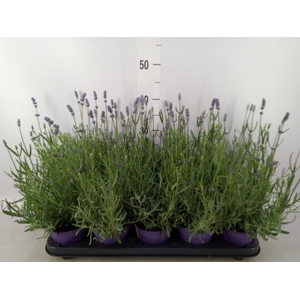 Lavandula angus. 'Hidcote'