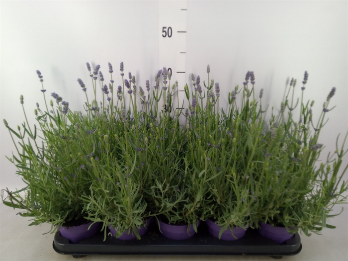 <h4>Lavandula angus. 'Hidcote'</h4>