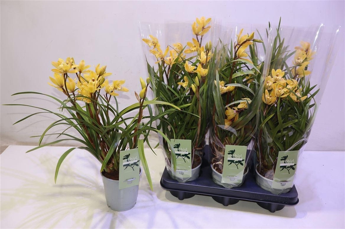 <h4>Cymb Overig</h4>