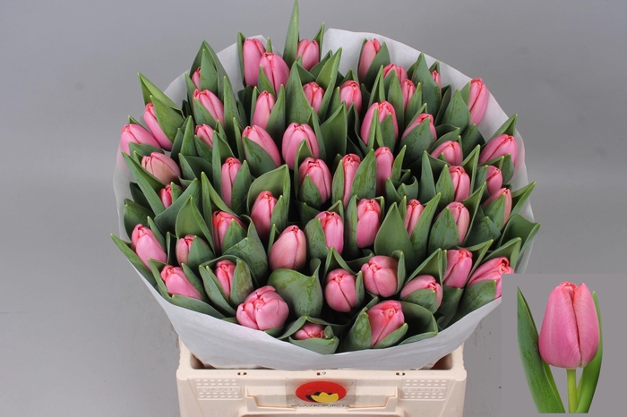 <h4>Tu En Tresor</h4>