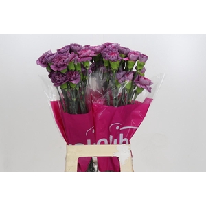 Dianthus St Hypnosis