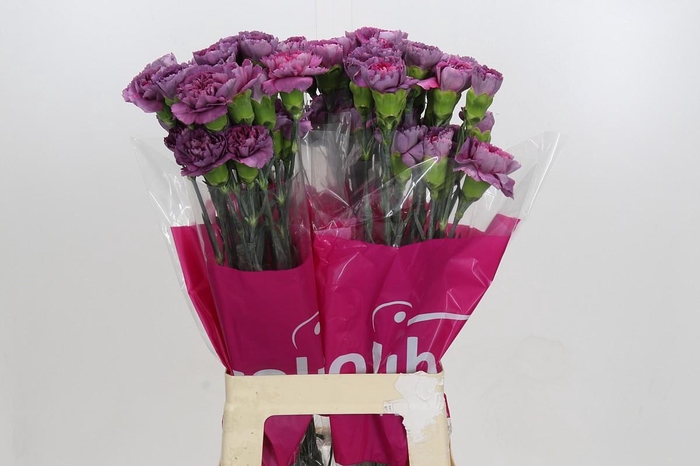 Dianthus St Hypnosis