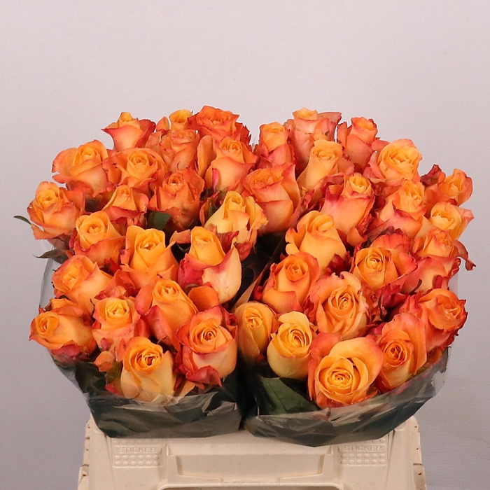 <h4>R GR MONALISA+</h4>