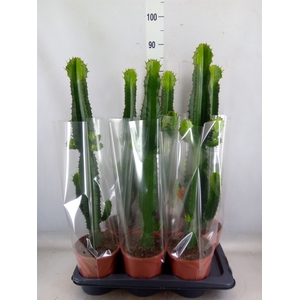 Euphorbia acrurensis