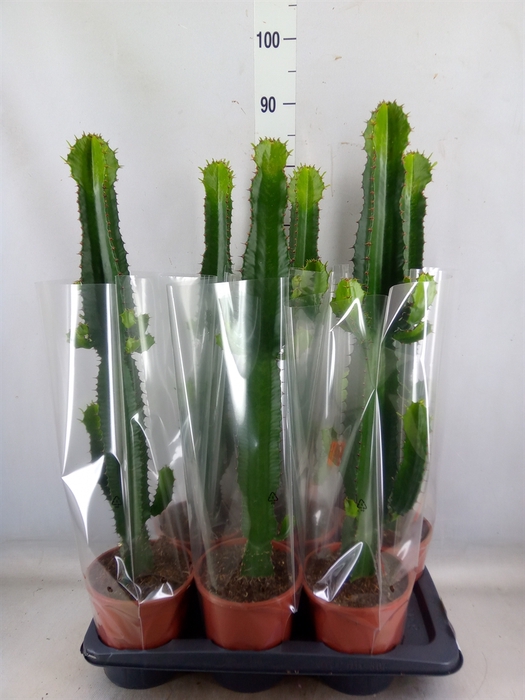 <h4>Euphorbia acrurensis</h4>
