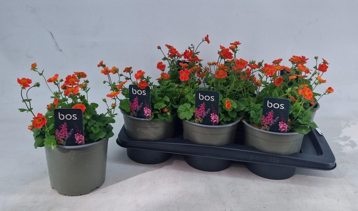 GEUM CH MRS BRADSHAW