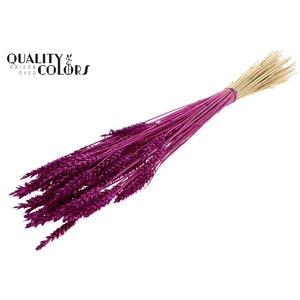 Triticum per bunch Intense Lilac