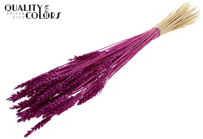 Triticum per bunch Bleached Lilac