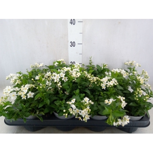 Solanum jasminoides