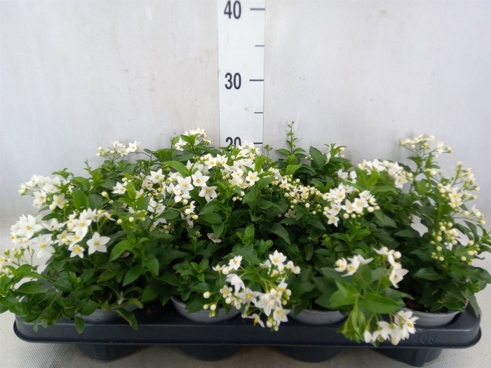 <h4>Solanum jasminoides</h4>