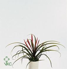 Tillandsia Flabellata