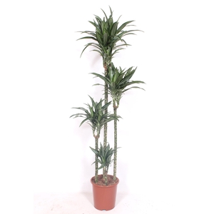 Dracaena Ulises 120-90-60-30