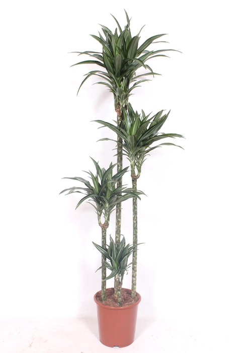 <h4>Dracaena Ulises 120-90-60-30</h4>