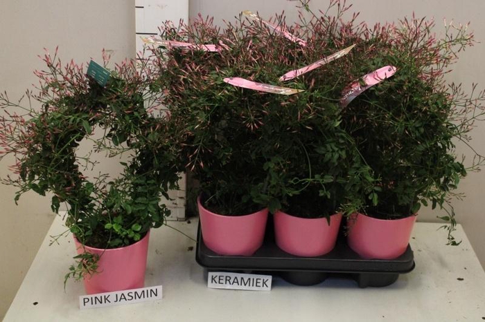 <h4>ARR KAMERPL BLOEI</h4>