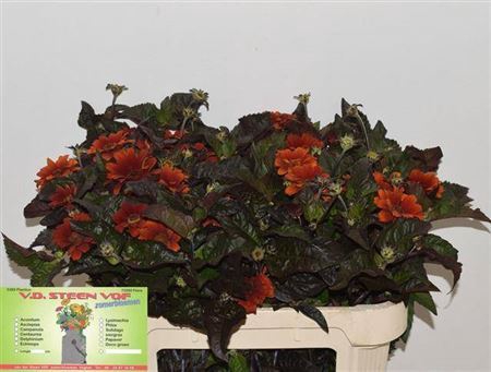 <h4>HELIOP RED SHADES</h4>