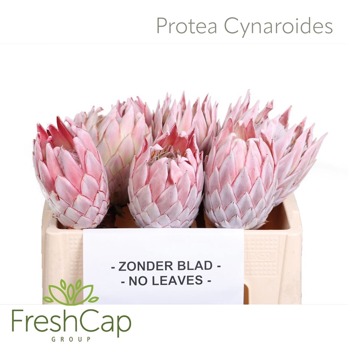 <h4>Protea Cynaroides No Leaves</h4>