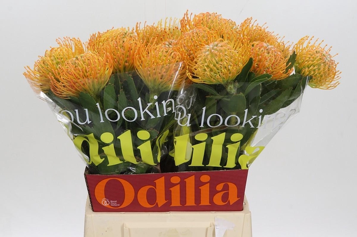 <h4>Nutans Soleil</h4>