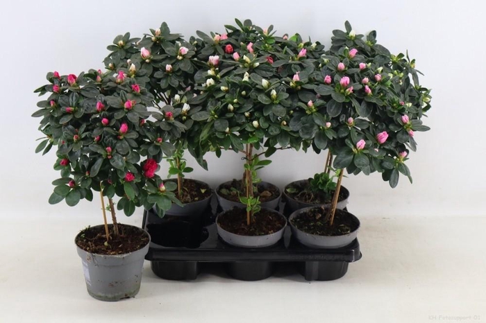 <h4>Azalea'Vogel'op'stam gemengd pot 13</h4>
