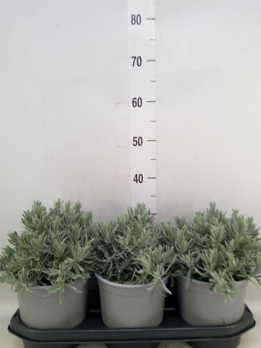 <h4>Lavandula angus.</h4>