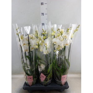 Phalaenopsis  'Ant Inverness'