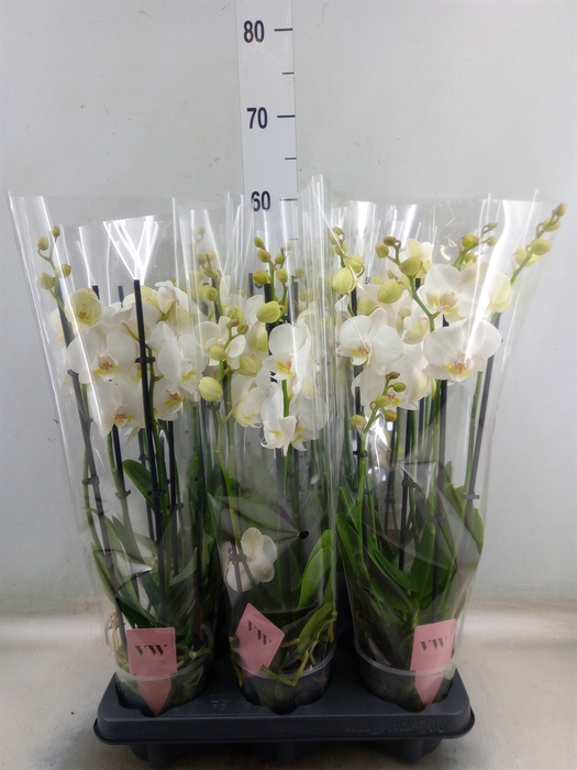 <h4>Phalaenopsis  'Ant Inverness'</h4>
