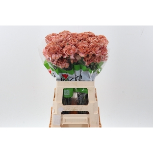 Di St Tinted Vintage