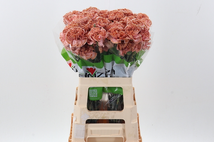 <h4>Di St Tinted Vintage</h4>