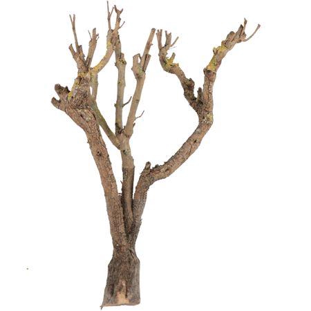 <h4>SERINGEN HOUT</h4>