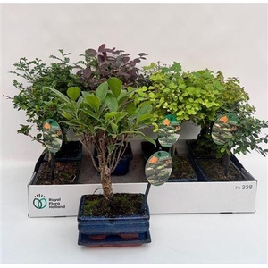 Bonsai Gem