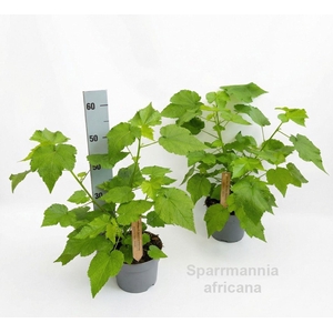 Sparmannia africana