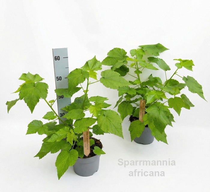 <h4>Sparmannia africana</h4>