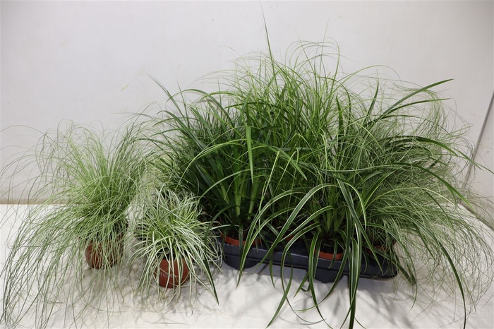 <h4>Carex Gem</h4>