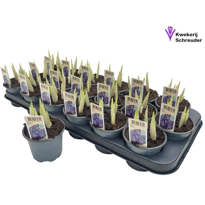 <h4>IRIS RET HARMONY</h4>