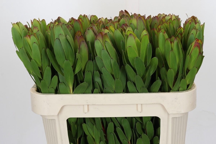 <h4>Leucadendron Goldstrike</h4>
