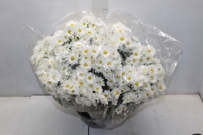 <h4>CRISANTEMO BOLA BELGA C21 BRANCO</h4>
